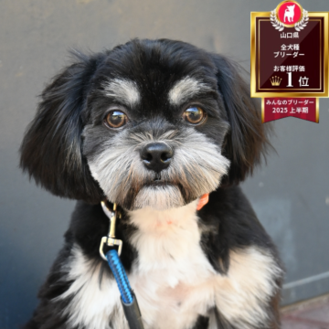 ミックス(チワワ×シーズー)【山口県・男の子・2025年5月4日・ブラックタン&ホワイト】の写真「トリミングも嫌がらない良い子✨」