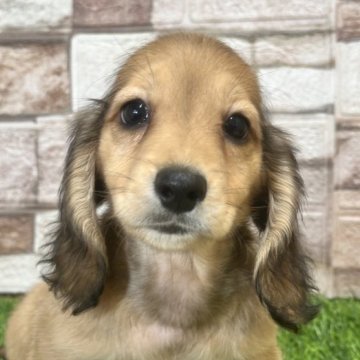 ミニチュアダックスフンド(ロング)【山口県・男の子・2025年5月19日・イエロー】の写真「活発な子です」