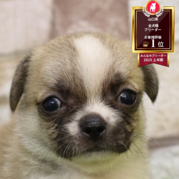 ペキチワ(チワワ×ペキニーズ)【山口県・男の子・2025年11月10日・フォーン】の写真「むちむち男の子」