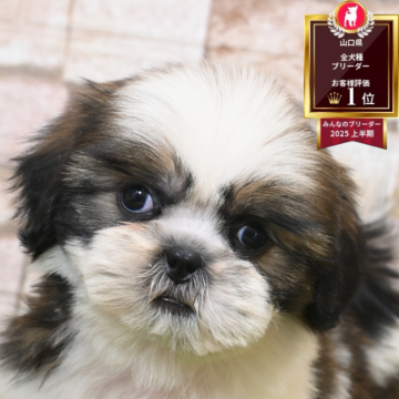 シーズー【山口県・男の子・2025年8月31日・ホワイト&ゴールド】の写真「甘えん坊」