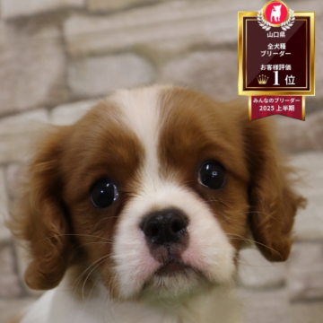 キャバリア【山口県・男の子・2025年10月18日・ブレンハイム】の写真「小ぶりな男の子」