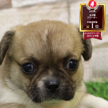 ペキチワ(チワワ×ペキニーズ)【山口県・男の子・2025年11月10日・フォーン】の写真「むちむち男の子」