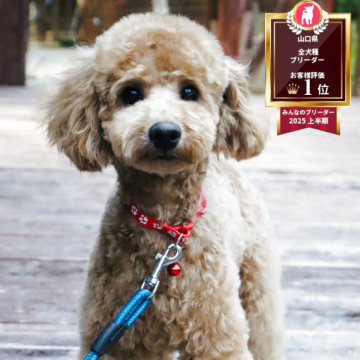 トイプードル(トイ)【山口県・男の子・2025年6月18日・アプリコット】の写真「兄弟仲良く遊んでます」