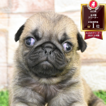 パグ【山口県・男の子・2025年10月14日・フォーン】の写真「むちむち✨」