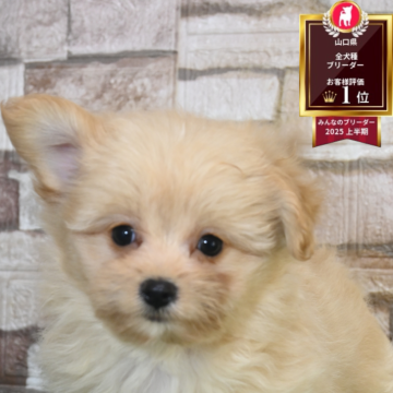 ポメプー(ポメラニアン×トイプードル)【山口県・女の子・2025年9月14日・クリーム&ホワイト】の写真「兄妹で良く遊びます」