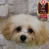 トイプードル(トイ)