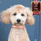 トイプードル(トイ)