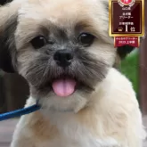 チワズー(チワワ×シーズー)【山口県・男の子・2025年5月4日・クリーム&ホワイト】の写真1