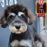 ミニチュアシュナウザー