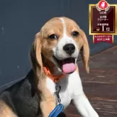 ビーグル
