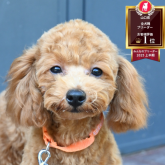 トイプードル(トイ)