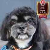 チワズー(チワワ×シーズー)【山口県・男の子・2025年5月4日・ブラック&ホワイト】の写真1