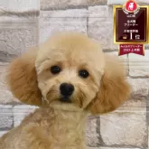 トイプードル(トイ)