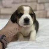 ビーグル
