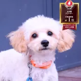 トイプードル(トイ)