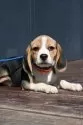ビーグル【山口県・女の子・2025年8月4日・トライ】の写真2