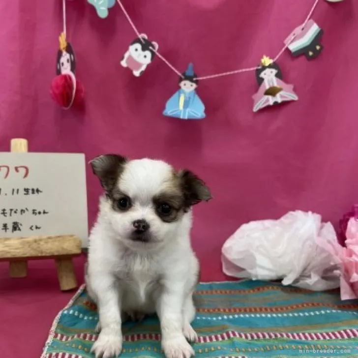 ID：2302-02991の子犬