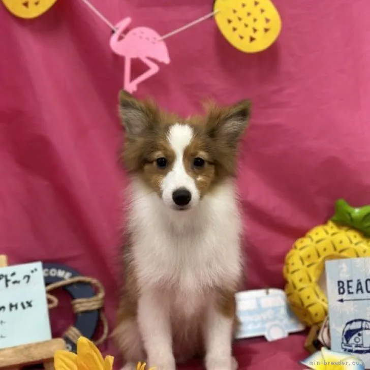 ID:2307-02777の子犬