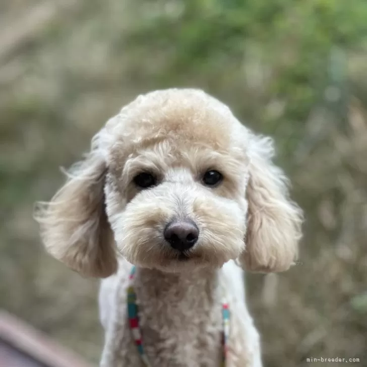 ID:2308-05326の子犬