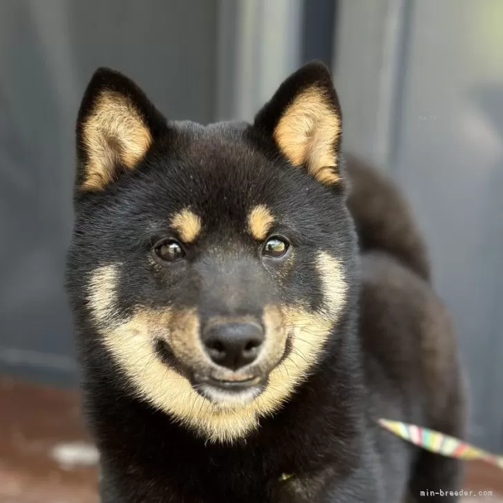 ID：2404-05666の子犬