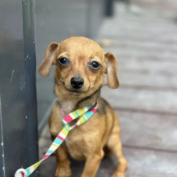 ID:2312-05055の子犬