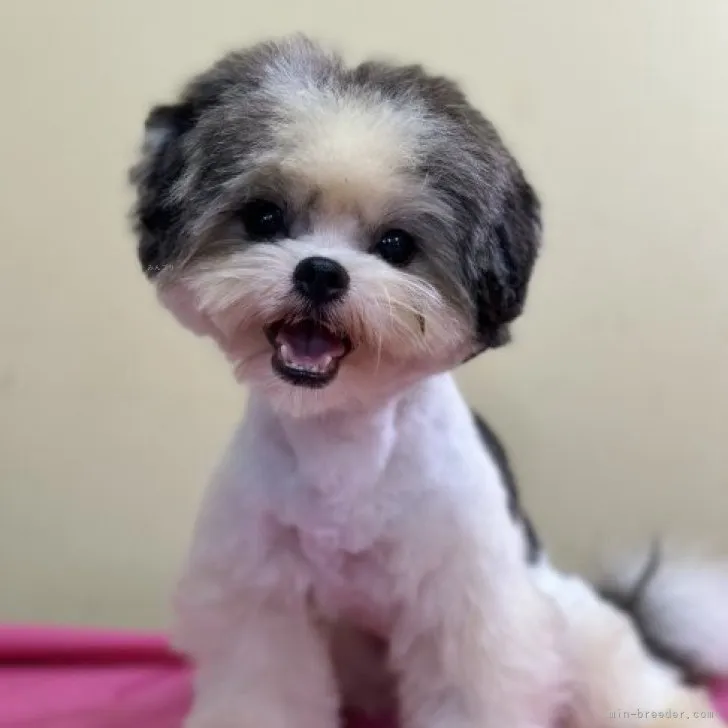 ID:2308-04233の子犬