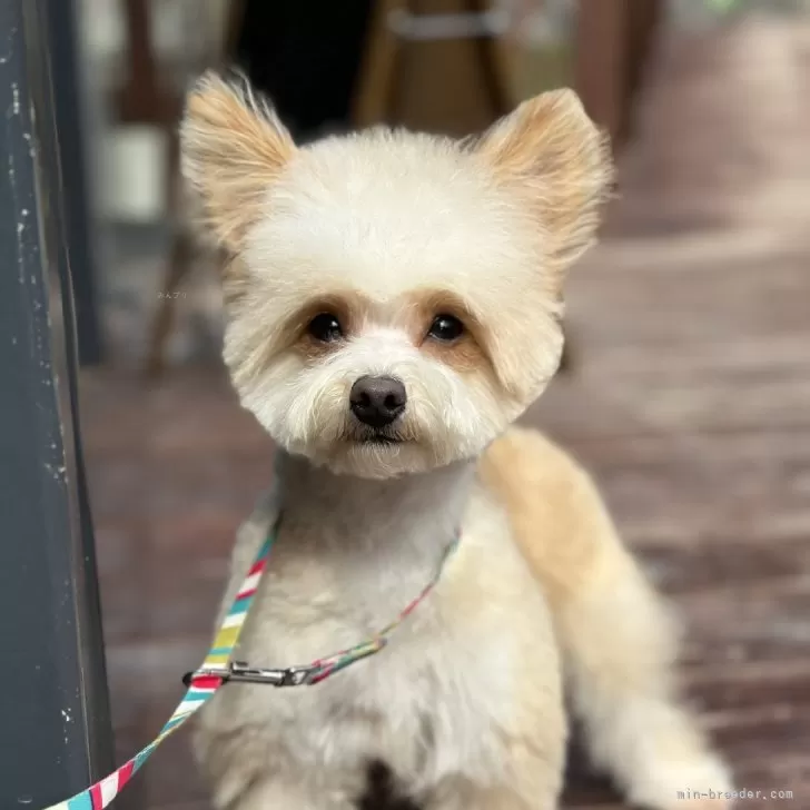 ID:2308-03823の子犬