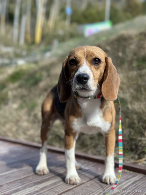 ビーグル【・女の子・2021年10月25日・ホワイト、ブラック&amp;タン】「ゆかり2024/2月撮影」