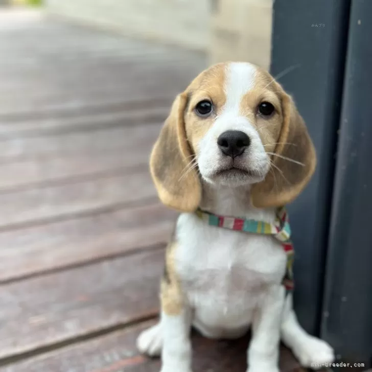 ID:2408-02548の子犬