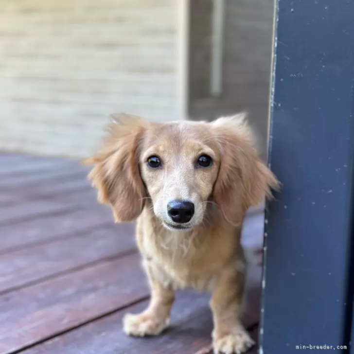 ID：2403-05231の子犬