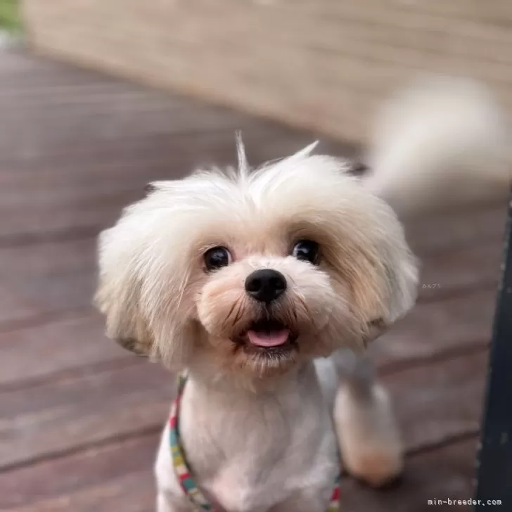 ID:2308-04016の子犬