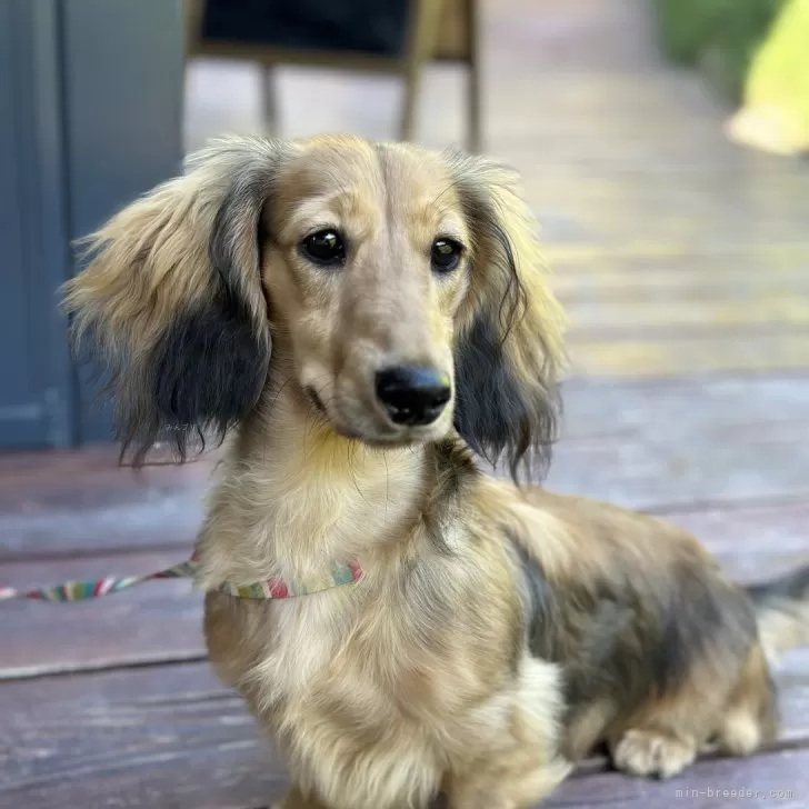 ID：2403-04993の子犬