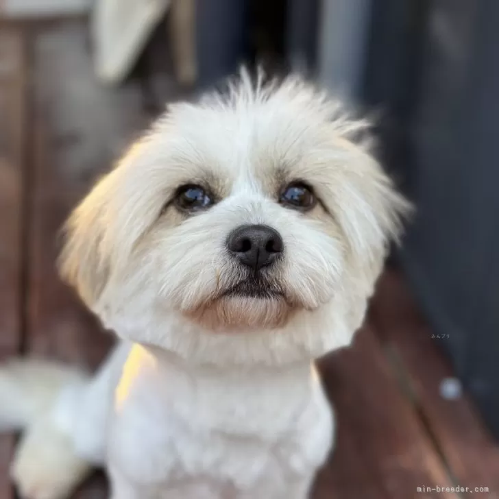 ID:2308-04036の子犬