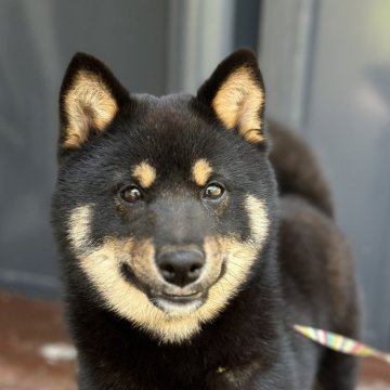 柴犬(標準サイズ)【山口県・男の子・2023年10月26日・黒】の写真「元気いっぱい男の子」