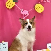 シェルティとポメのMIX【山口県・女の子・2023年2月27日・セーブル】の写真1「7月27日撮影　3,86kg」
