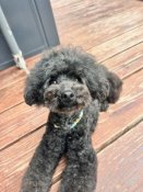 トイプードル【・女の子・2021年12月2日・ブラック】