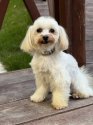 マルチーズ【・男の子・2017年7月5日・ホワイト】