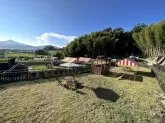 マルプー(マルチーズ×トイプードル)【山口県・男の子・2024年6月26日・クリーム】の写真11