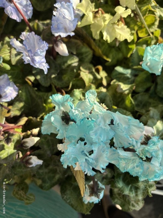 山元智子ブリーダーのブログ：ちょっぴり　メンタル下がり気味