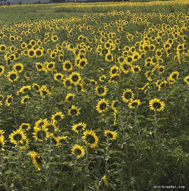 山元智子ブリーダーのブログ：向日葵