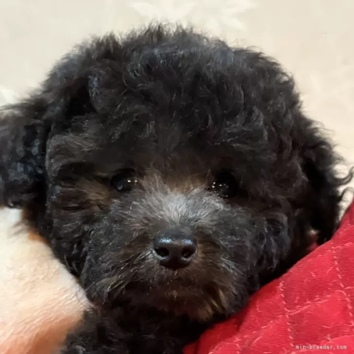 ID:2501-00086の子犬