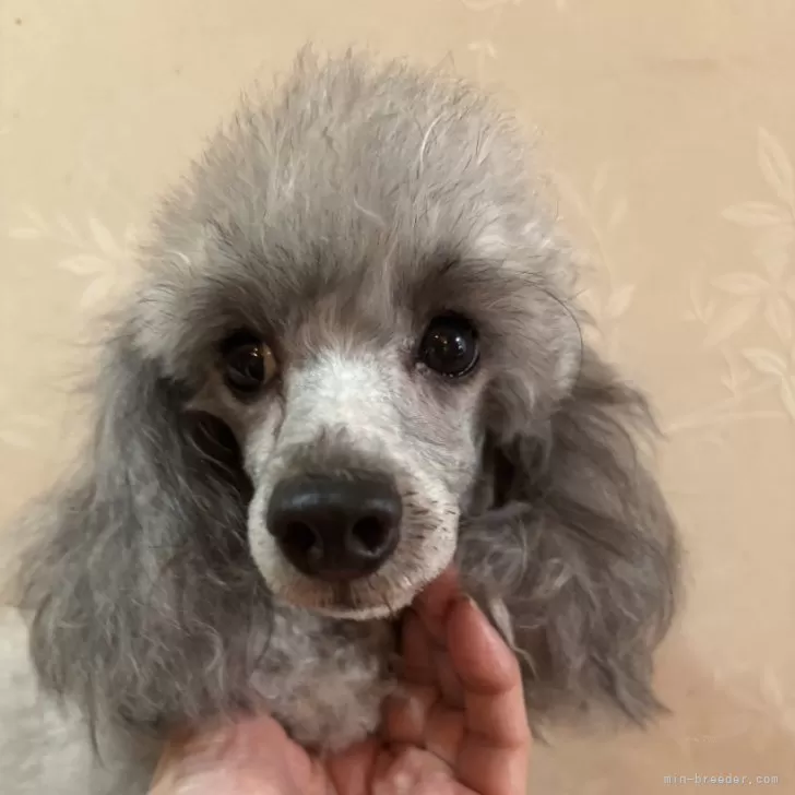ID:2503-03674の子犬
