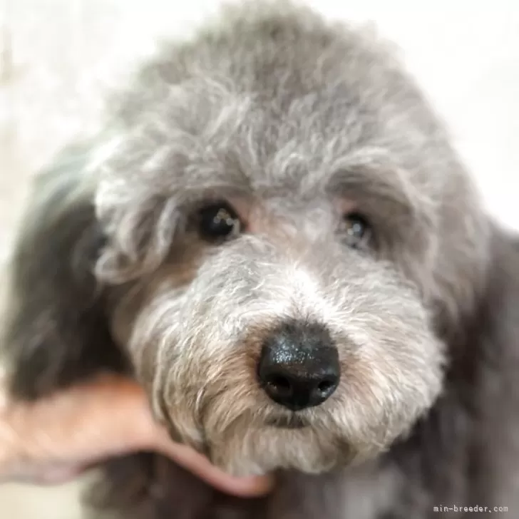 ID:2504-03363の子犬
