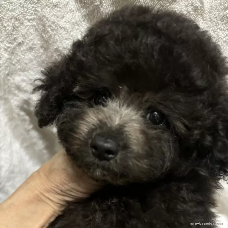 ID：2411-03689の子犬