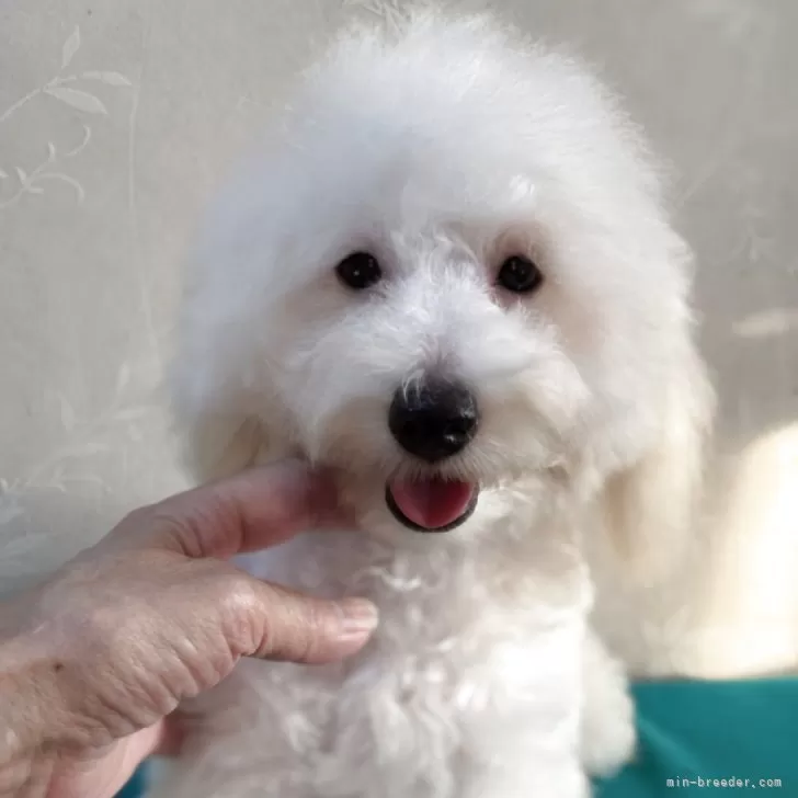 ID:2505-02968の子犬