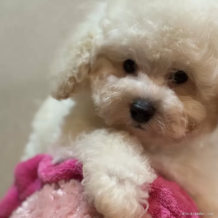 ID：2503-02294の子犬