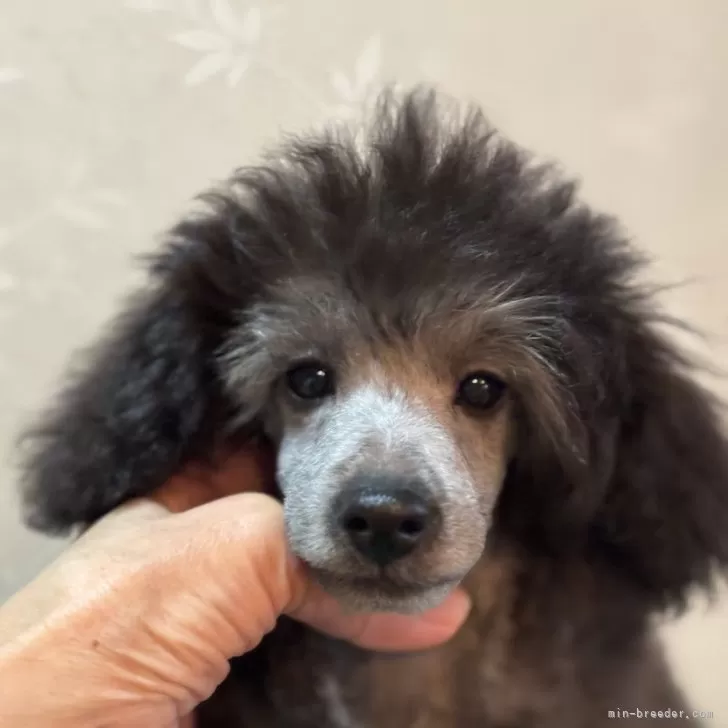 ID：2412-04843の子犬