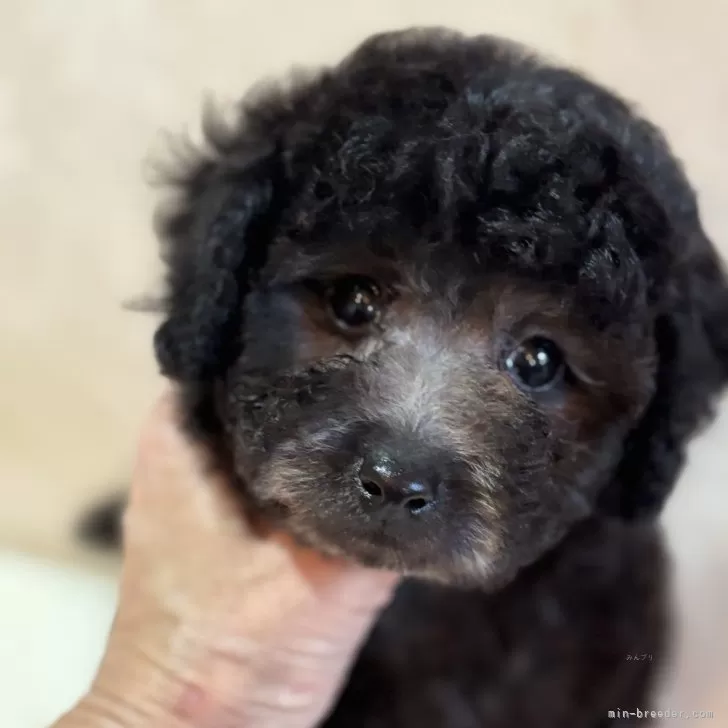 ID：2501-00091の子犬