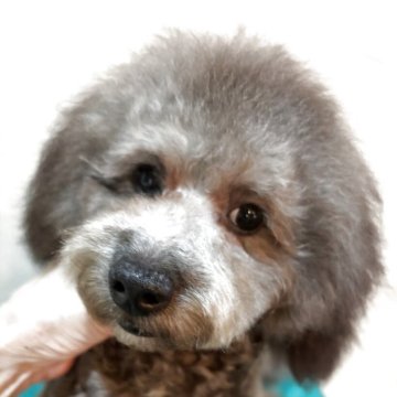 トイプードル(トイ)【宮崎県・男の子・2025年4月6日・シルバーグレー】の写真「胸にホワイトカラーのアクセントありの男の子」