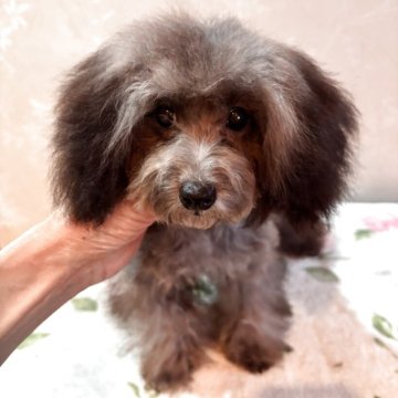 トイプードル(ティーカップ)【宮崎県・女の子・2025年7月1日・シルバーグレー】の写真「マイペースで　おもちゃ🪀を咥えて走ってます。」